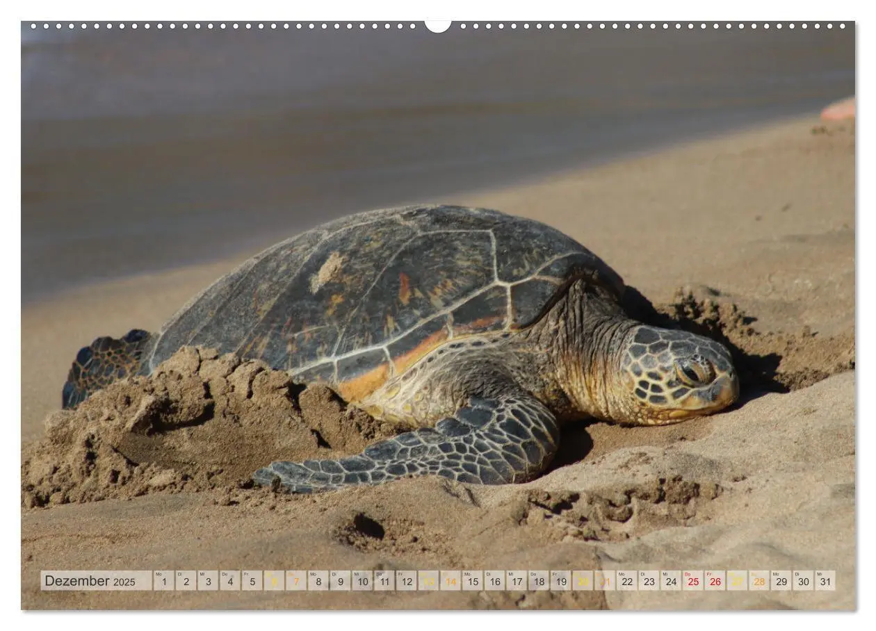 Bild: 9783435102914 | Hawaii, Maui und Big Island (Wandkalender 2025 DIN A2 quer),...