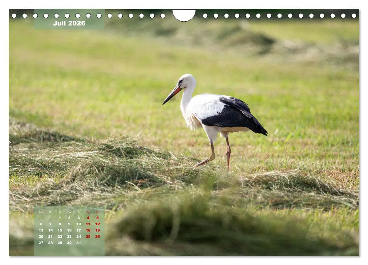 Bild: 9783457362914 | Ein Jahr Niederrhein Momente der Natur (Wandkalender 2026 DIN A4...