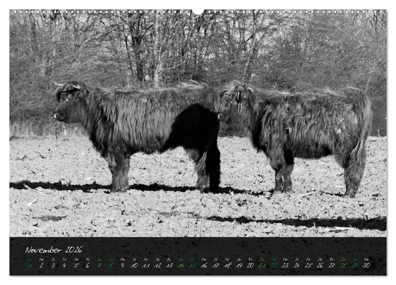 Bild: 9783457742914 | Highland Cattle vom Nordlicht - Faszination Hochland Rind...