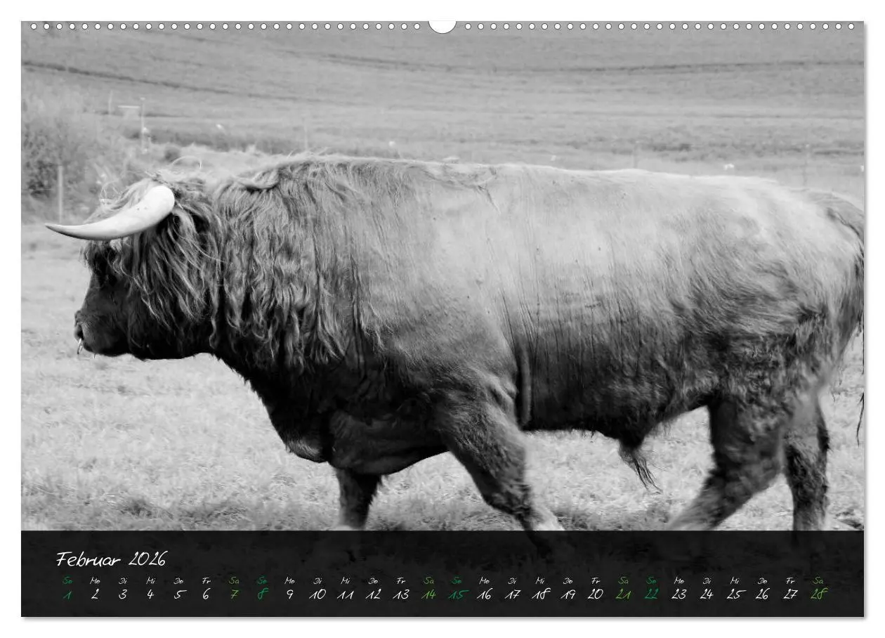 Bild: 9783457742914 | Highland Cattle vom Nordlicht - Faszination Hochland Rind...