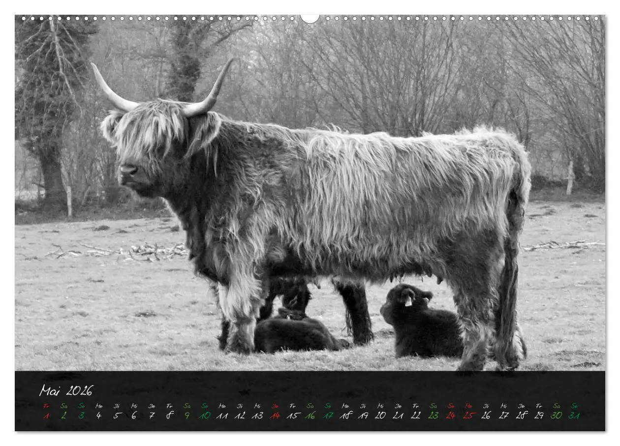 Bild: 9783457742914 | Highland Cattle vom Nordlicht - Faszination Hochland Rind...