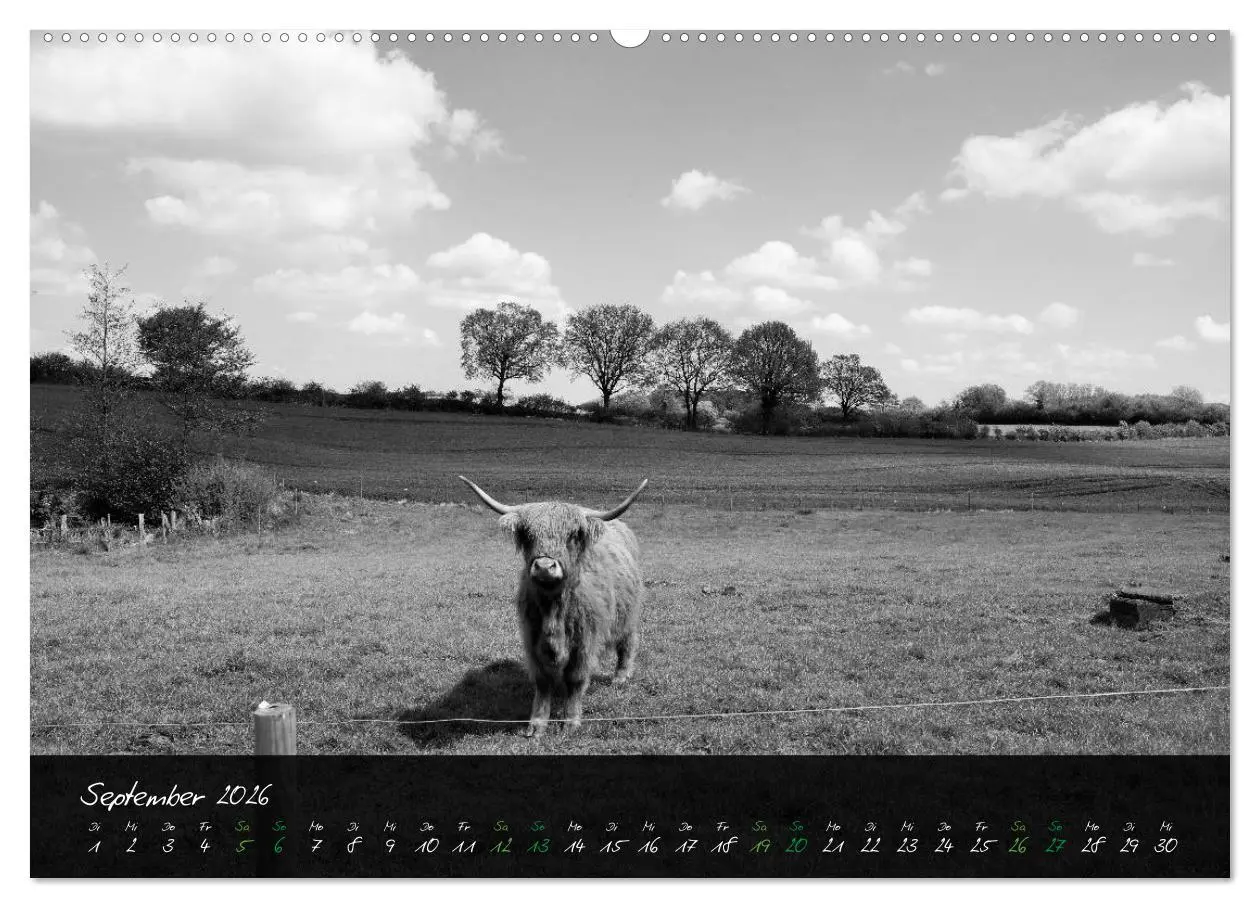 Bild: 9783457742914 | Highland Cattle vom Nordlicht - Faszination Hochland Rind...