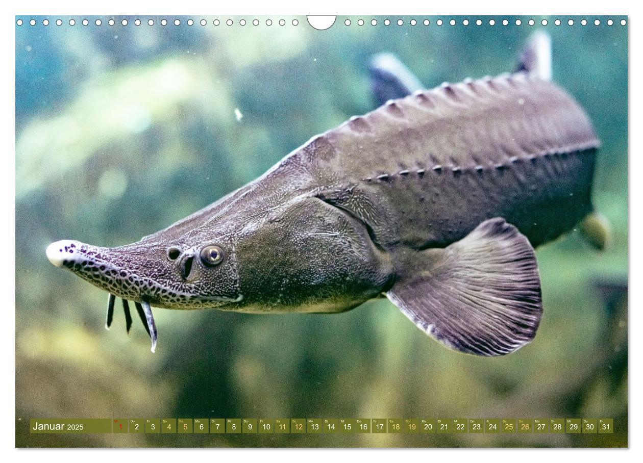 Bild: 9783457183014 | Karpfen, Hecht und Stör: Fische in europäischen Gewässern...
