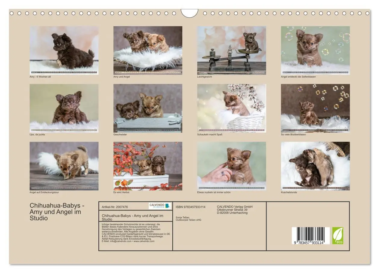 Bild: 9783457933114 | Chihuahua-Babys - Amy und Angel im Studio (Wandkalender 2026 DIN A3...