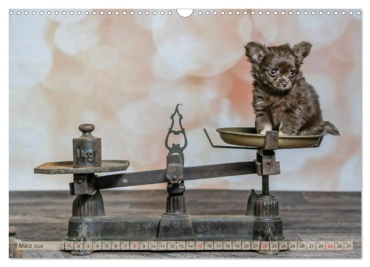 Bild: 9783457933114 | Chihuahua-Babys - Amy und Angel im Studio (Wandkalender 2026 DIN A3...