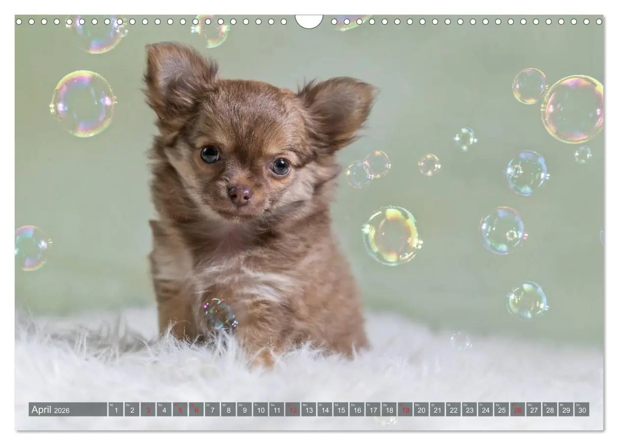 Bild: 9783457933114 | Chihuahua-Babys - Amy und Angel im Studio (Wandkalender 2026 DIN A3...