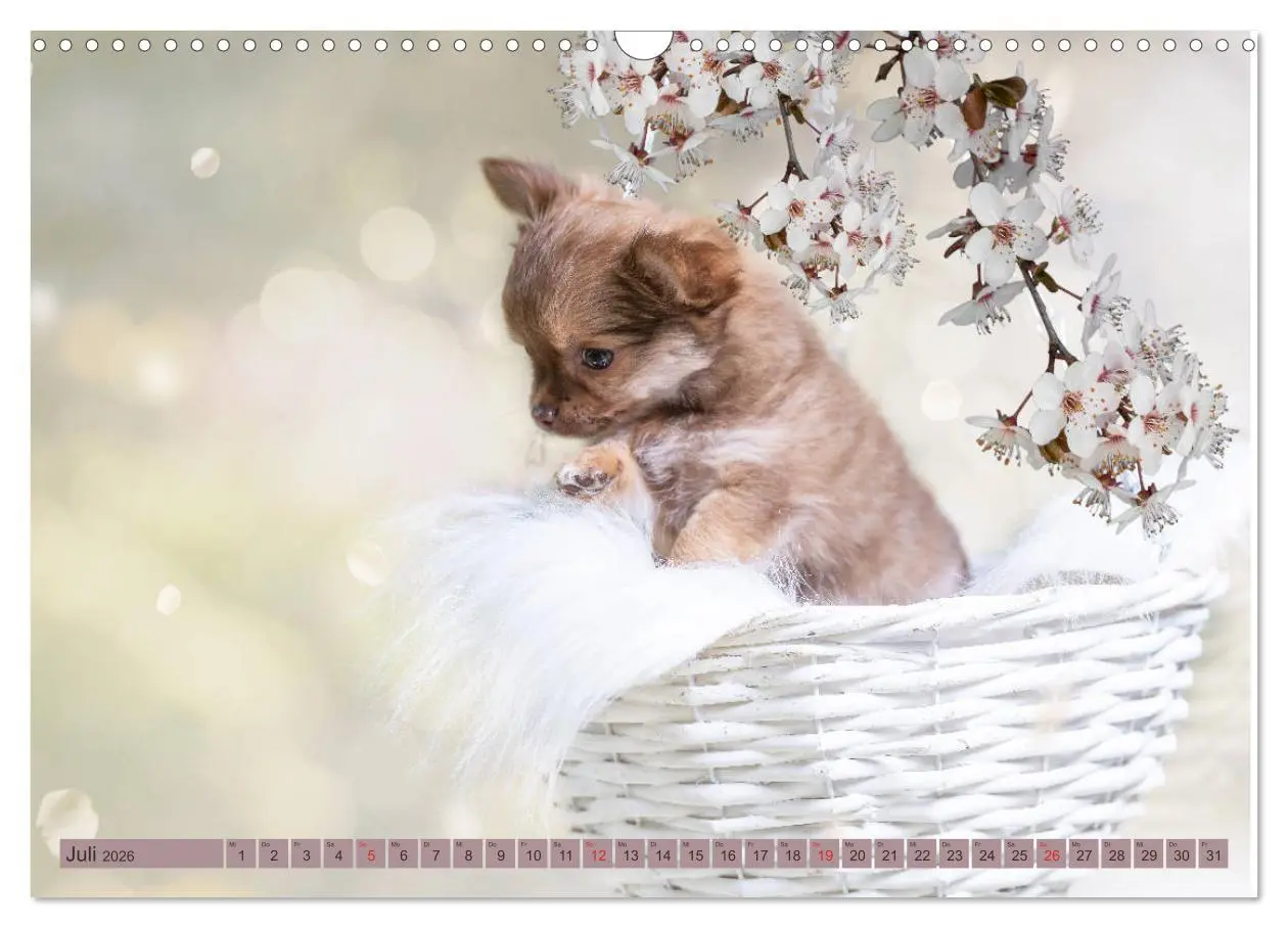 Bild: 9783457933114 | Chihuahua-Babys - Amy und Angel im Studio (Wandkalender 2026 DIN A3...