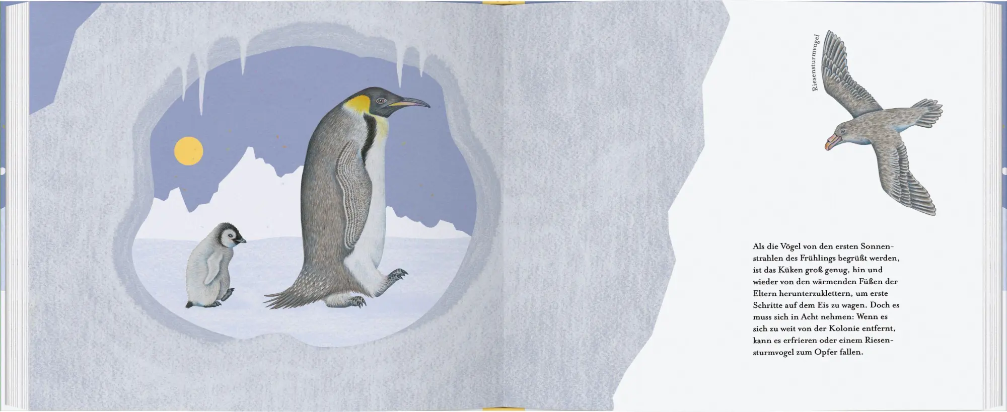 Bild: 9783836963114 | Kleiner Pinguin, bald bist du groß! | Isabel Müller | Buch | 40 S.