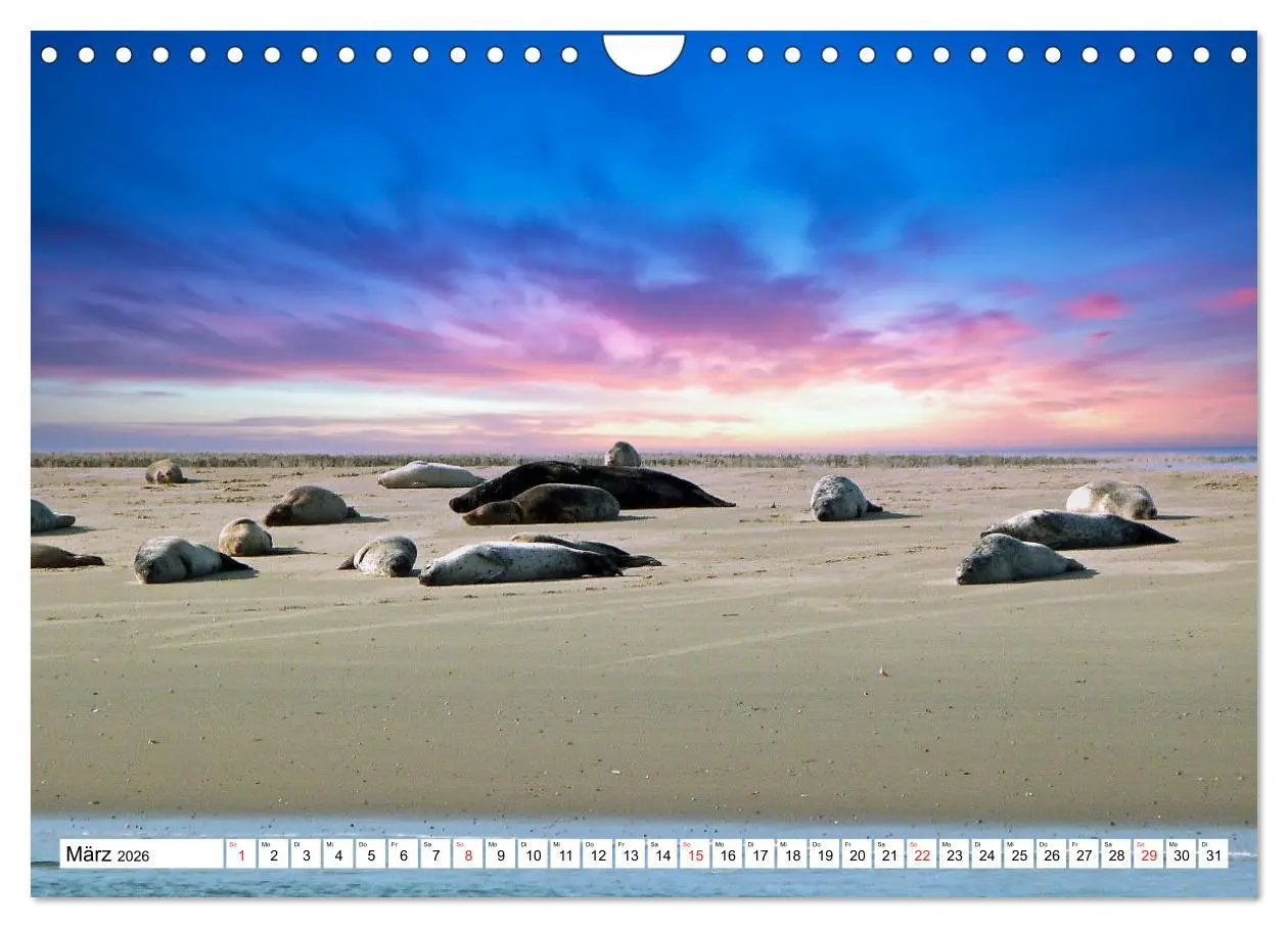 Bild: 9783457303214 | Verliebt in Borkum (Wandkalender 2026 DIN A4 quer), CALVENDO...