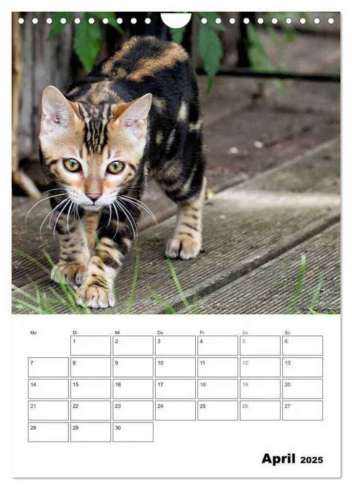 Bild: 9783435993314 | Bengalen - verschmust und abenteuerlustig (Wandkalender 2025 DIN A4...