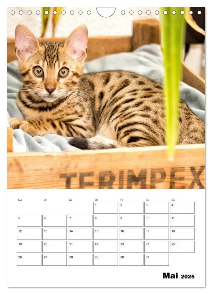 Bild: 9783435993314 | Bengalen - verschmust und abenteuerlustig (Wandkalender 2025 DIN A4...