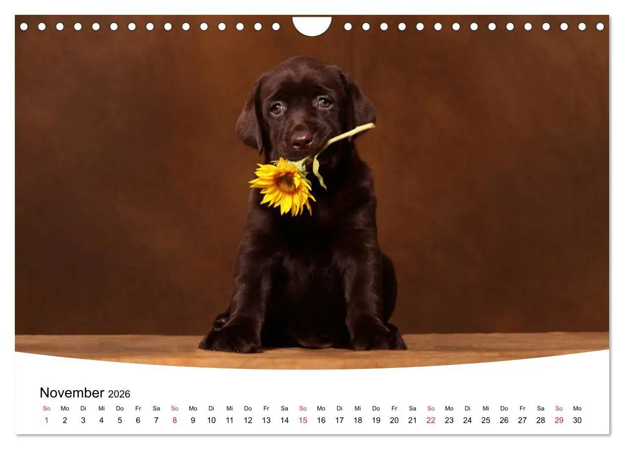 Bild: 9783457773314 | Labrador Welpen - Labrador Puppies (Wandkalender 2026 DIN A4 quer),...
