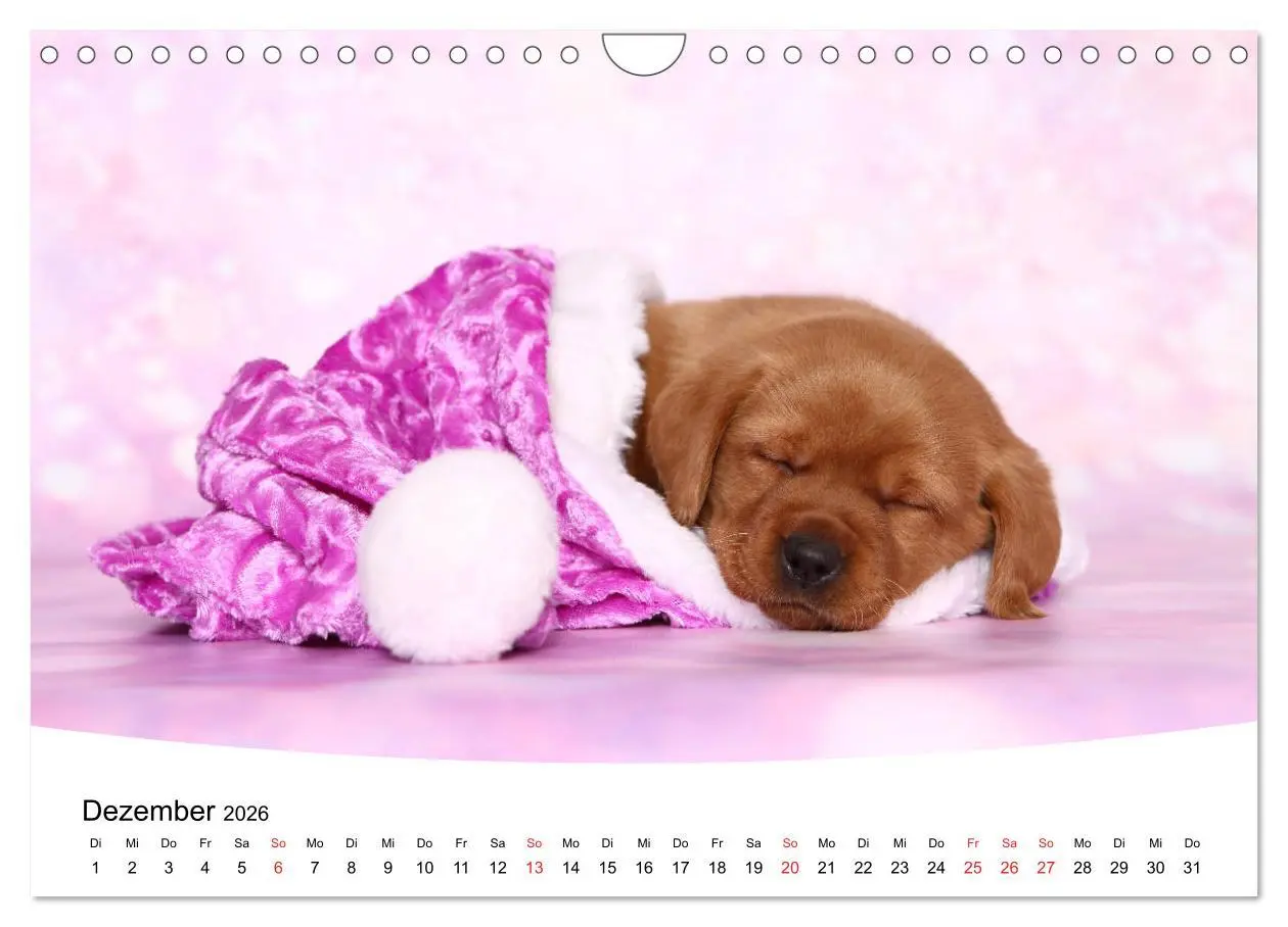 Bild: 9783457773314 | Labrador Welpen - Labrador Puppies (Wandkalender 2026 DIN A4 quer),...