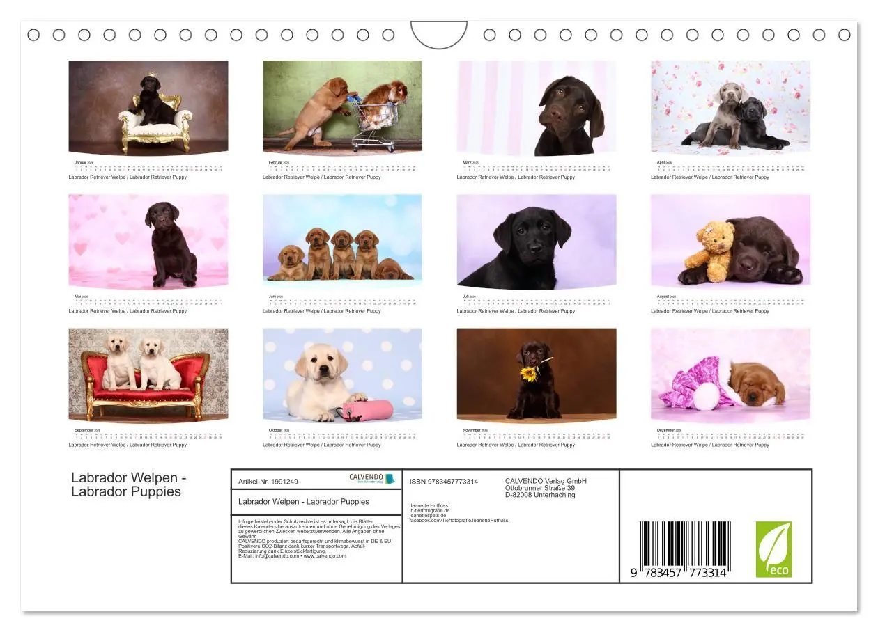 Bild: 9783457773314 | Labrador Welpen - Labrador Puppies (Wandkalender 2026 DIN A4 quer),...