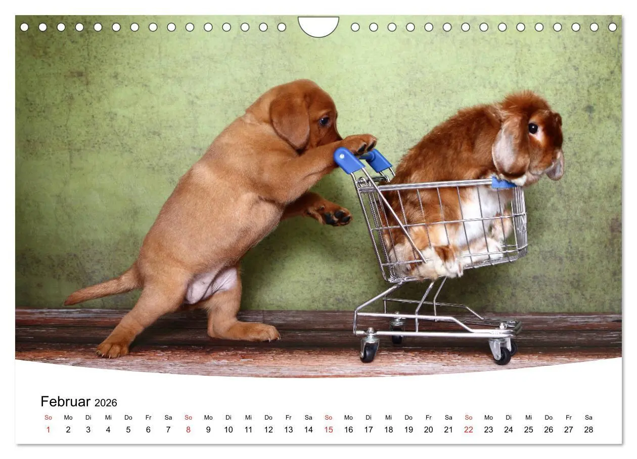 Bild: 9783457773314 | Labrador Welpen - Labrador Puppies (Wandkalender 2026 DIN A4 quer),...