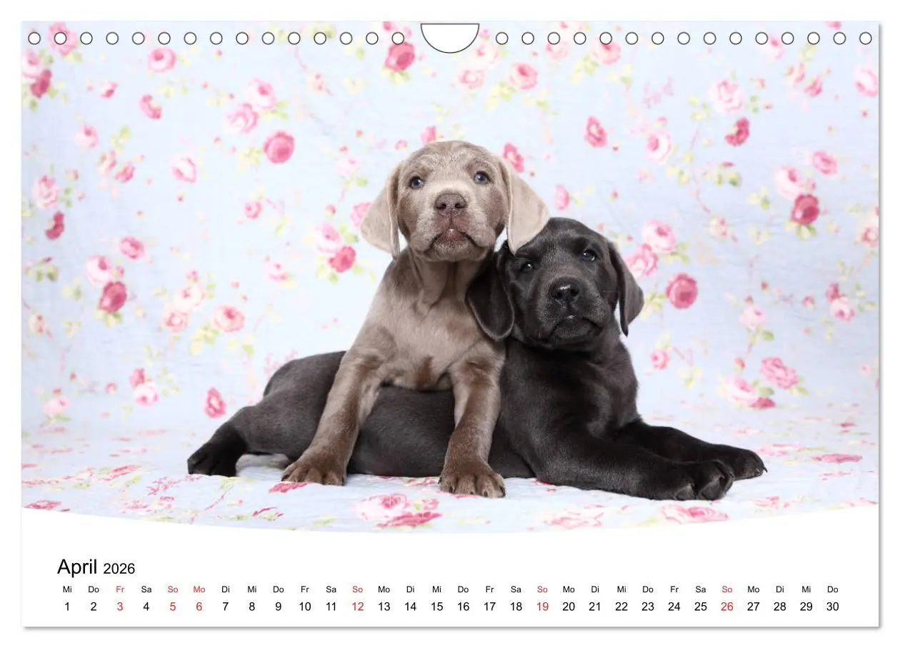 Bild: 9783457773314 | Labrador Welpen - Labrador Puppies (Wandkalender 2026 DIN A4 quer),...