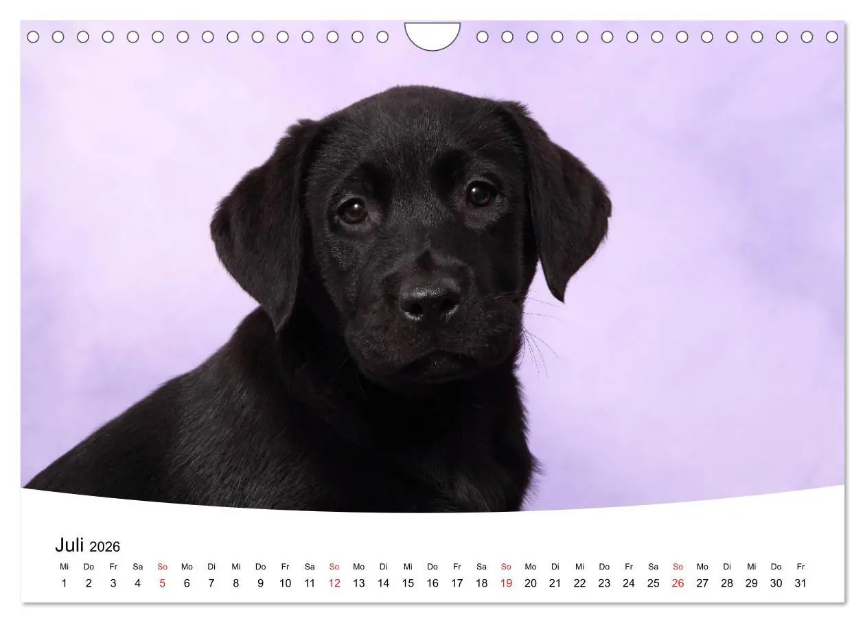 Bild: 9783457773314 | Labrador Welpen - Labrador Puppies (Wandkalender 2026 DIN A4 quer),...