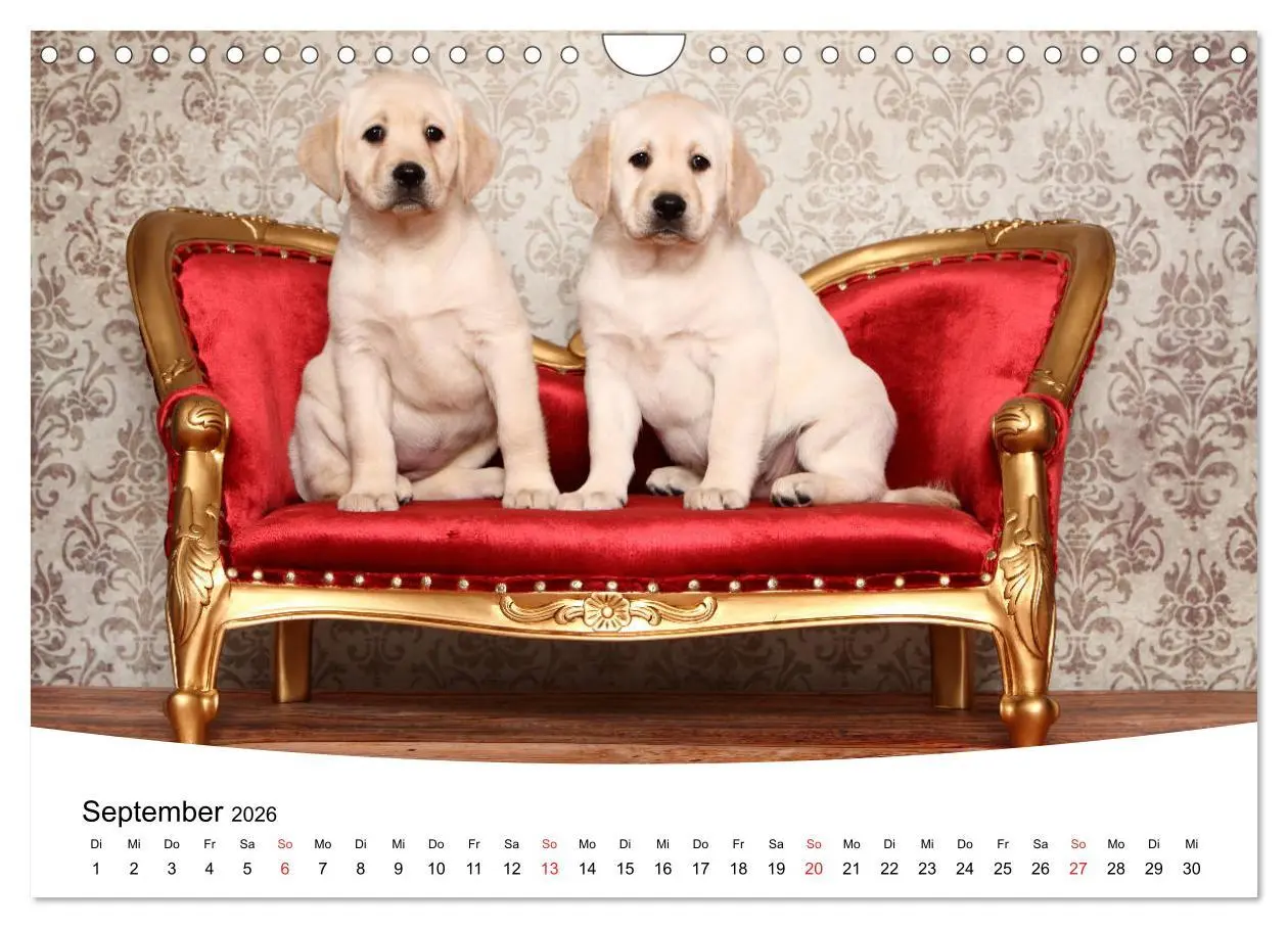 Bild: 9783457773314 | Labrador Welpen - Labrador Puppies (Wandkalender 2026 DIN A4 quer),...