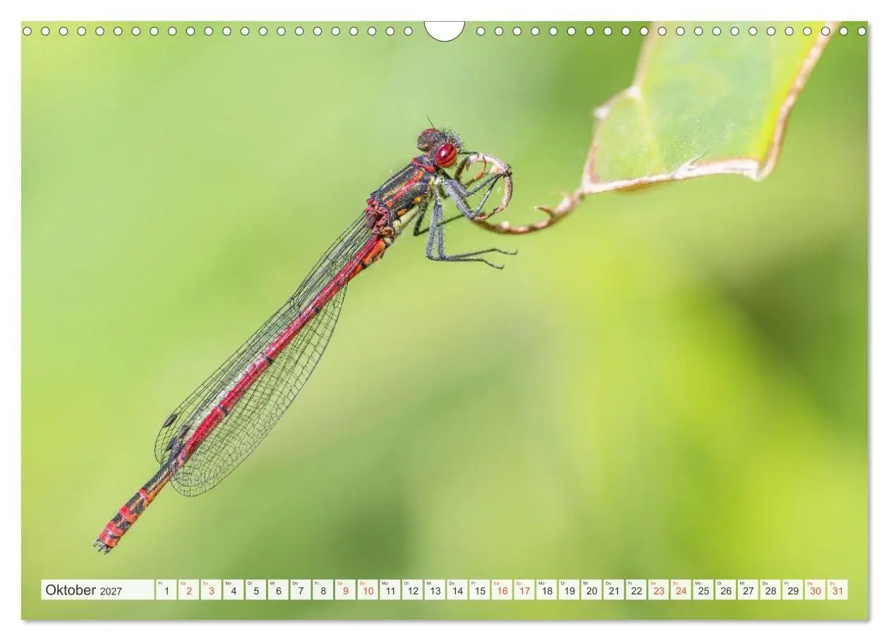 Bild: 9783516793314 | Libellenzauber (Wandkalender 2027 DIN A3 quer), CALVENDO...
