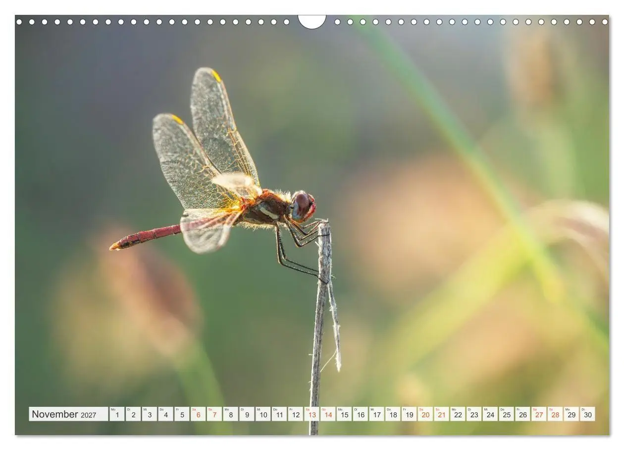 Bild: 9783516793314 | Libellenzauber (Wandkalender 2027 DIN A3 quer), CALVENDO...