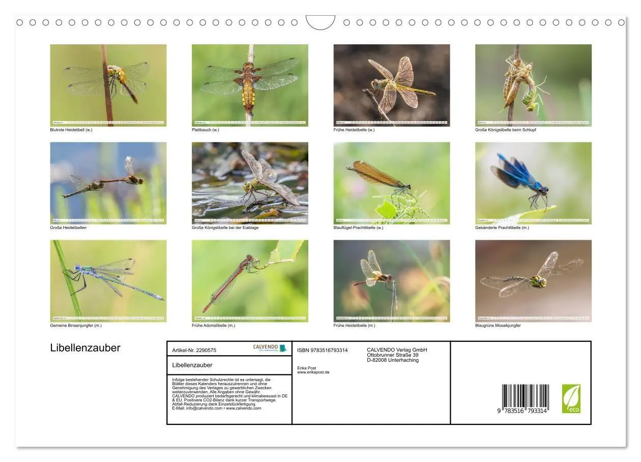 Bild: 9783516793314 | Libellenzauber (Wandkalender 2027 DIN A3 quer), CALVENDO...