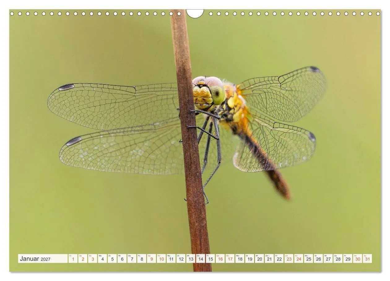 Bild: 9783516793314 | Libellenzauber (Wandkalender 2027 DIN A3 quer), CALVENDO...