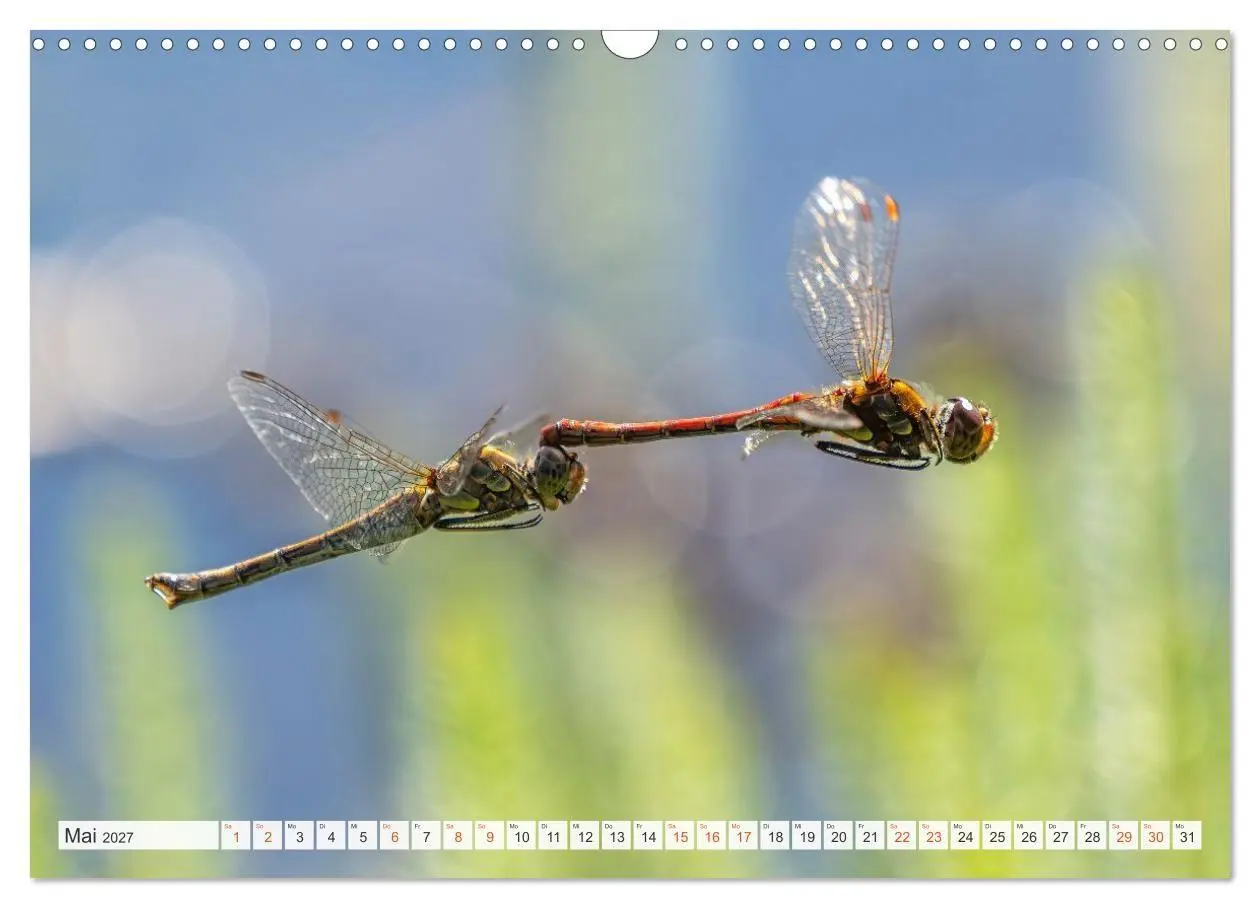 Bild: 9783516793314 | Libellenzauber (Wandkalender 2027 DIN A3 quer), CALVENDO...