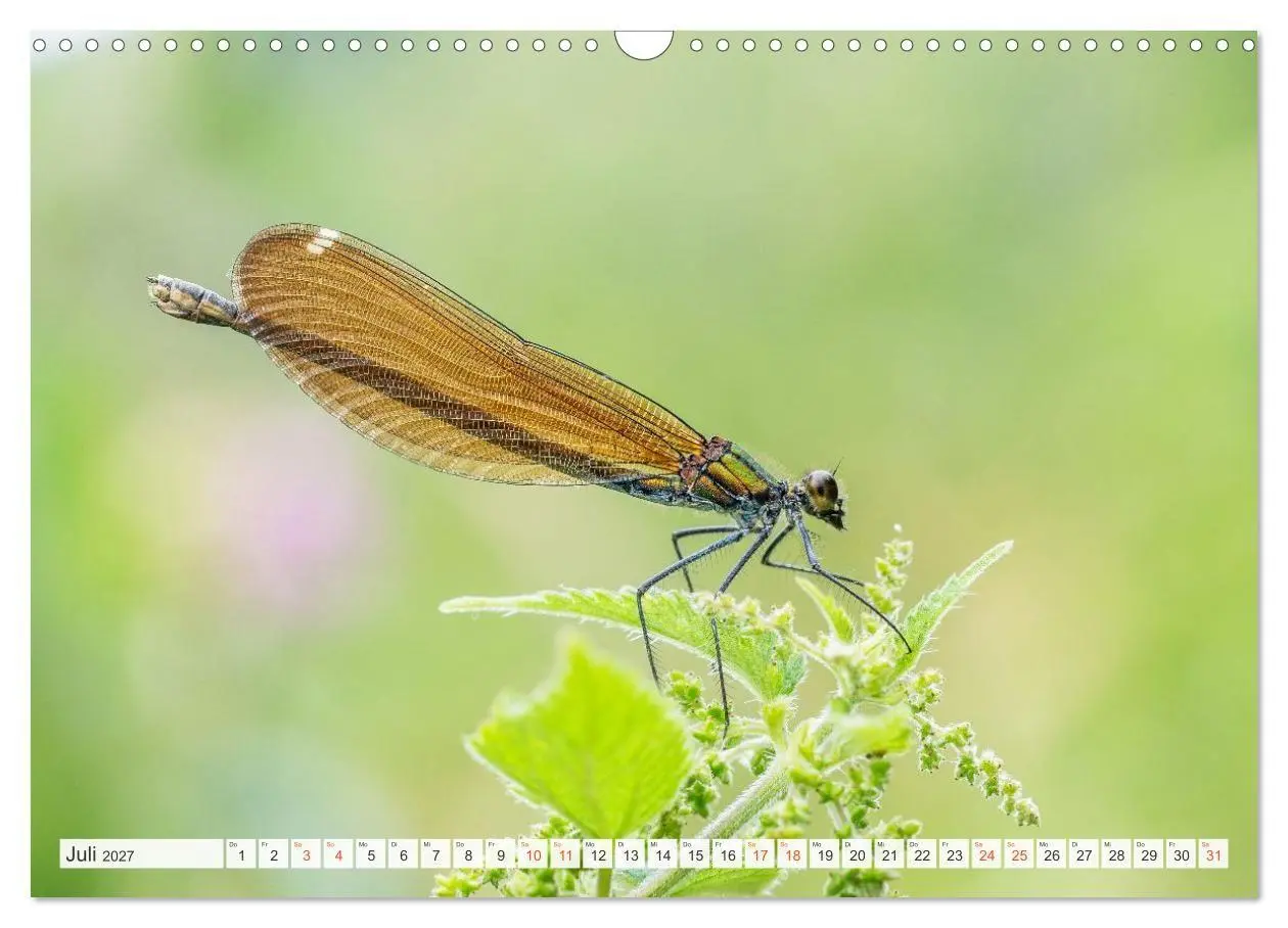 Bild: 9783516793314 | Libellenzauber (Wandkalender 2027 DIN A3 quer), CALVENDO...