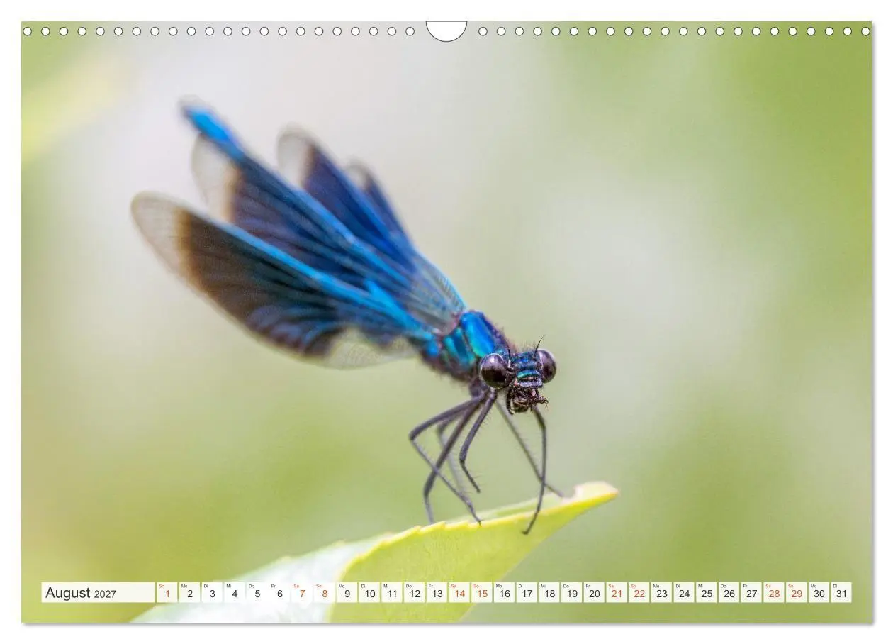 Bild: 9783516793314 | Libellenzauber (Wandkalender 2027 DIN A3 quer), CALVENDO...