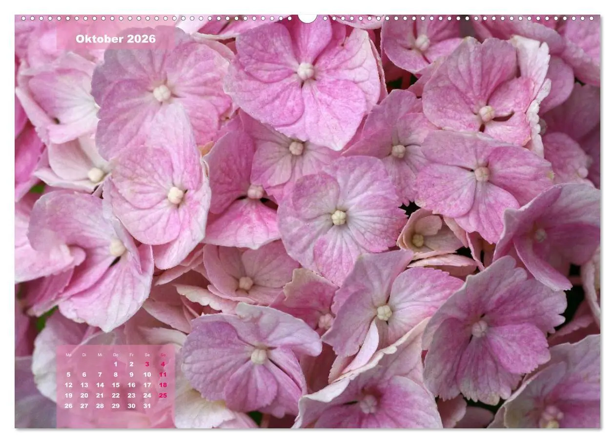 Bild: 9783516093414 | Himmlische Hortensien (Wandkalender 2026 DIN A2 quer), CALVENDO...