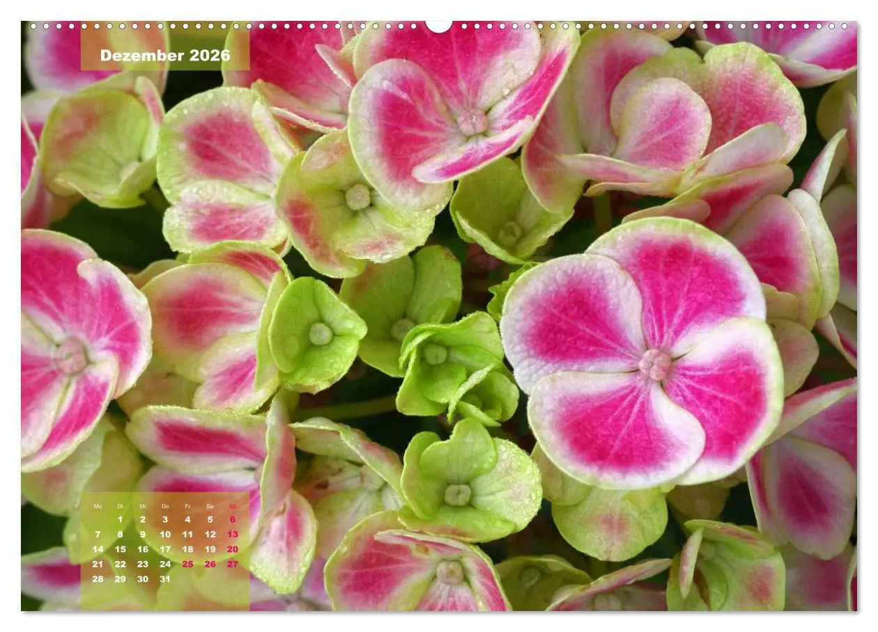 Bild: 9783516093414 | Himmlische Hortensien (Wandkalender 2026 DIN A2 quer), CALVENDO...