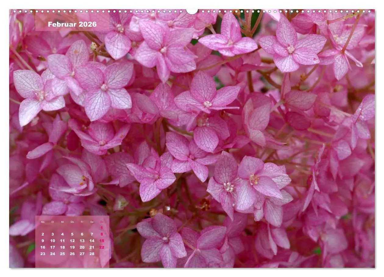 Bild: 9783516093414 | Himmlische Hortensien (Wandkalender 2026 DIN A2 quer), CALVENDO...