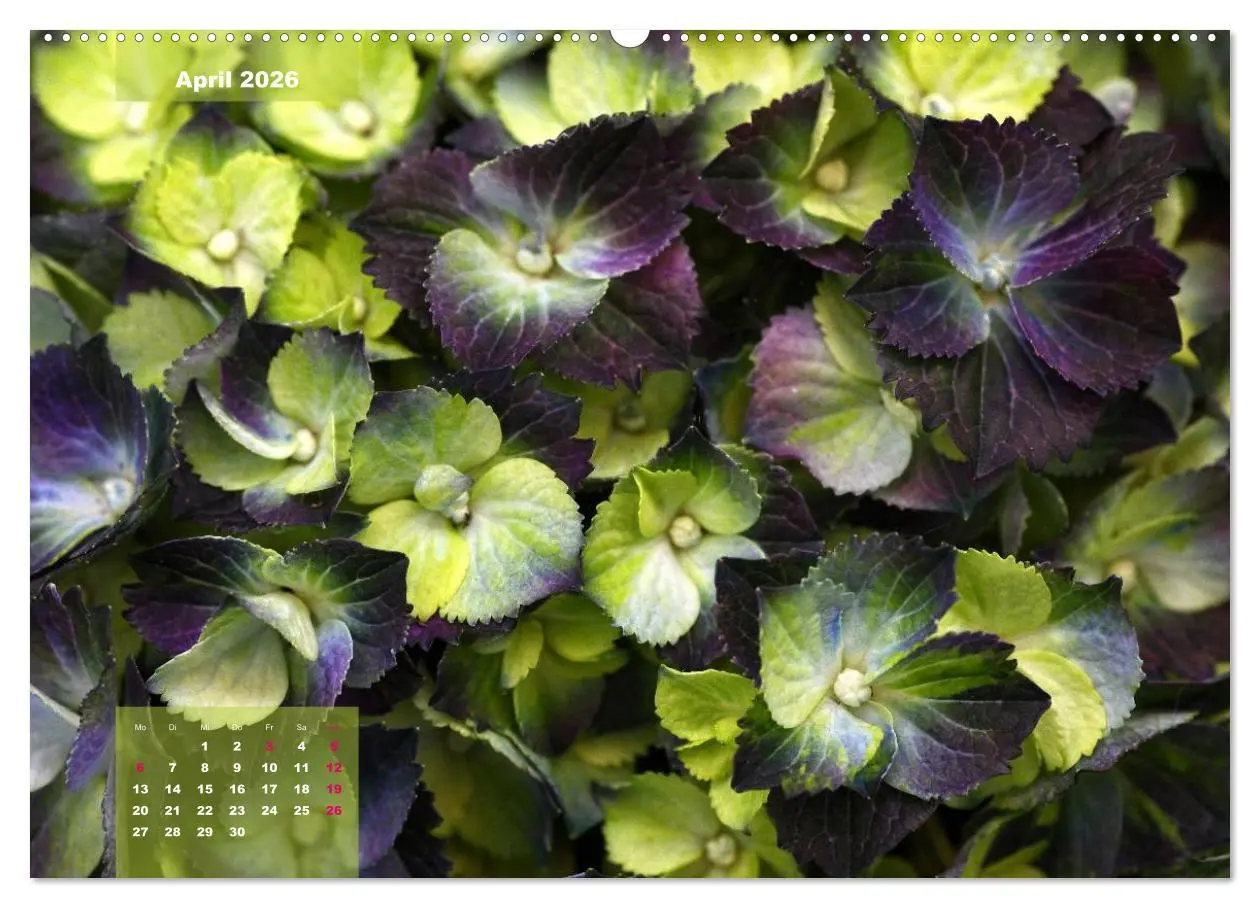 Bild: 9783516093414 | Himmlische Hortensien (Wandkalender 2026 DIN A2 quer), CALVENDO...