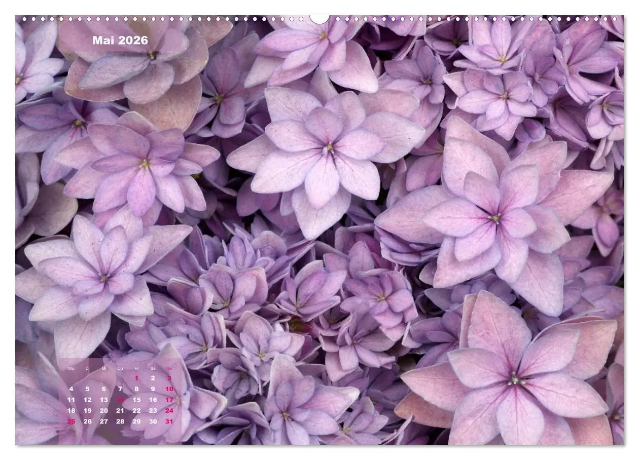 Bild: 9783516093414 | Himmlische Hortensien (Wandkalender 2026 DIN A2 quer), CALVENDO...