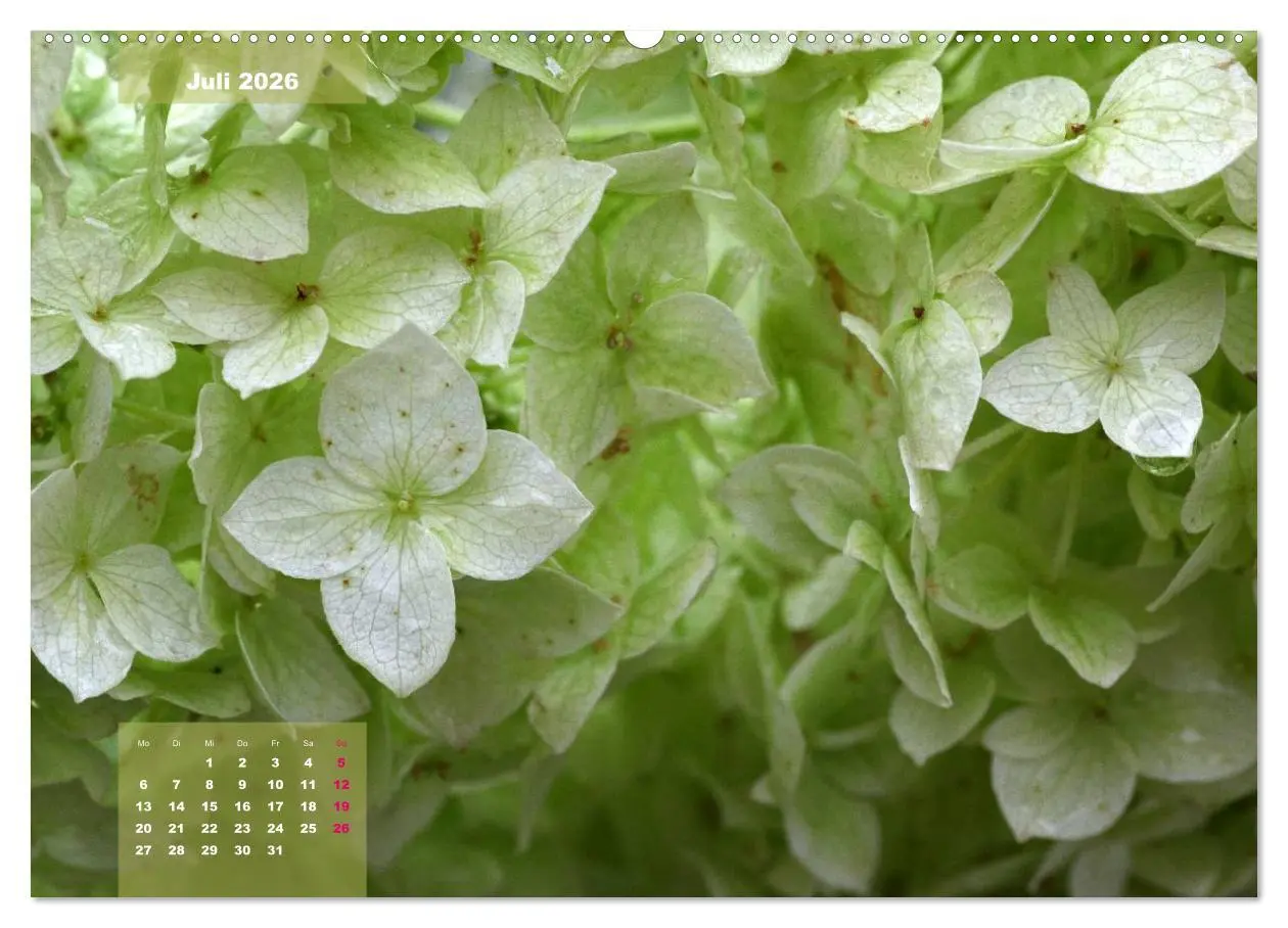 Bild: 9783516093414 | Himmlische Hortensien (Wandkalender 2026 DIN A2 quer), CALVENDO...