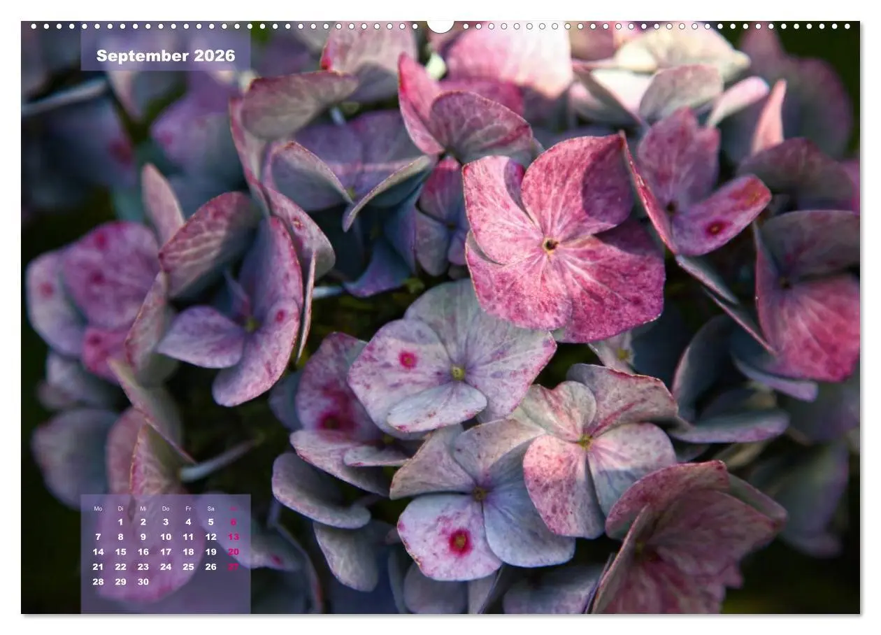 Bild: 9783516093414 | Himmlische Hortensien (Wandkalender 2026 DIN A2 quer), CALVENDO...
