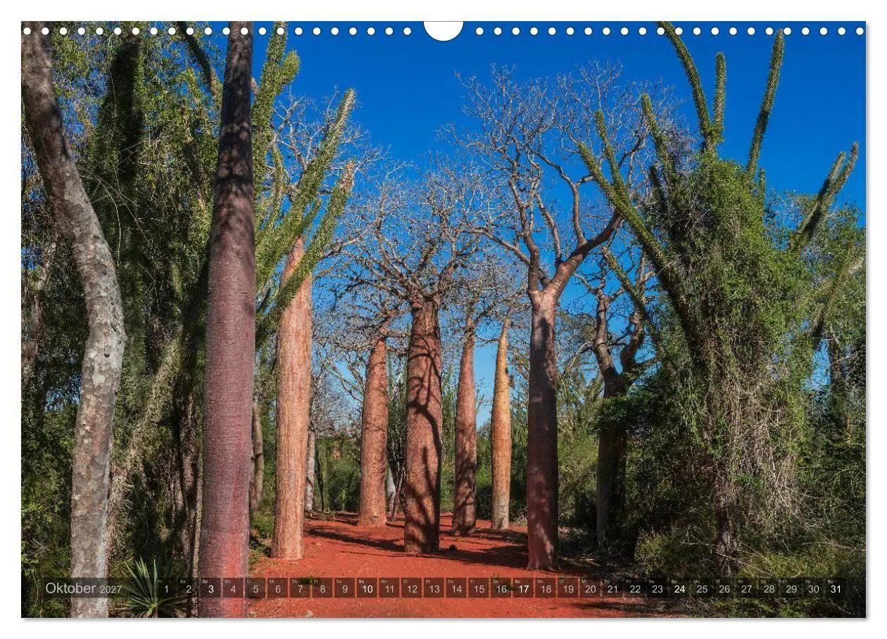 Bild: 9783569703414 | Zauberwald Ifaty · Traumhafte Baobabs in Madagaskar (Wandkalender...
