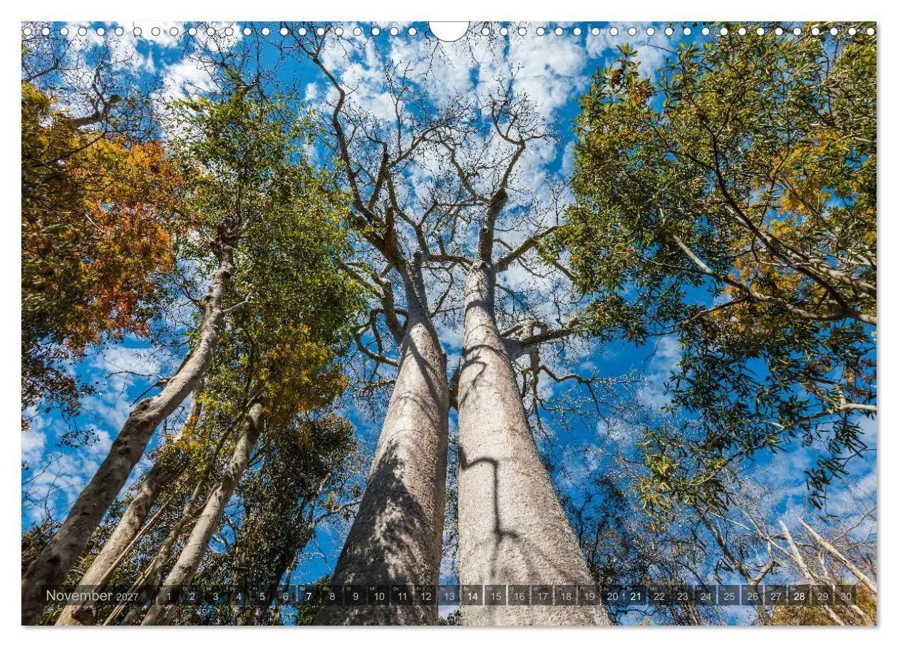 Bild: 9783569703414 | Zauberwald Ifaty · Traumhafte Baobabs in Madagaskar (Wandkalender...
