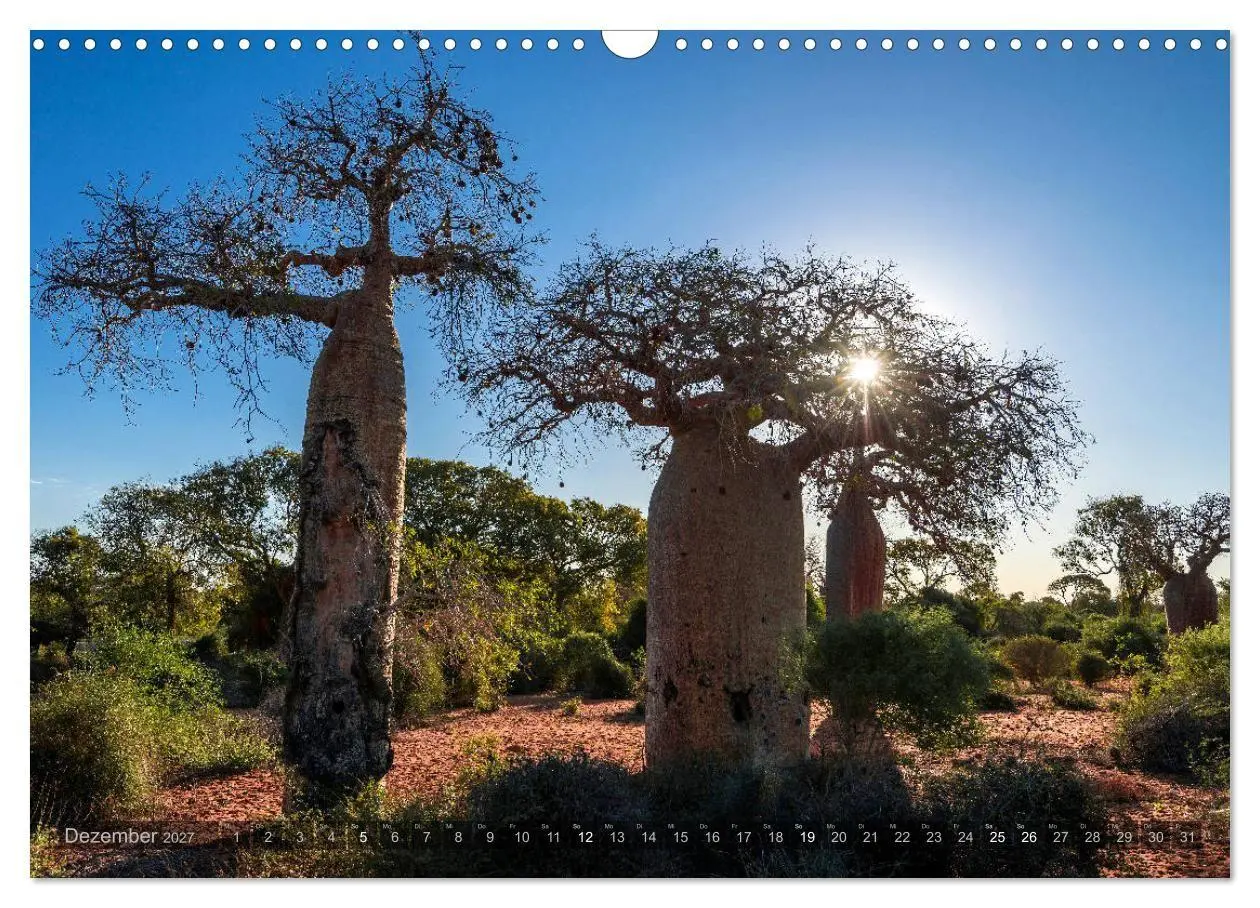 Bild: 9783569703414 | Zauberwald Ifaty · Traumhafte Baobabs in Madagaskar (Wandkalender...