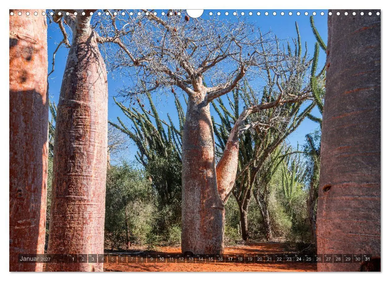 Bild: 9783569703414 | Zauberwald Ifaty · Traumhafte Baobabs in Madagaskar (Wandkalender...