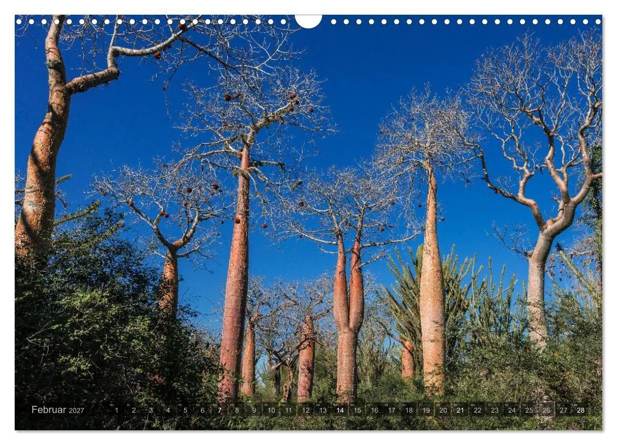 Bild: 9783569703414 | Zauberwald Ifaty · Traumhafte Baobabs in Madagaskar (Wandkalender...