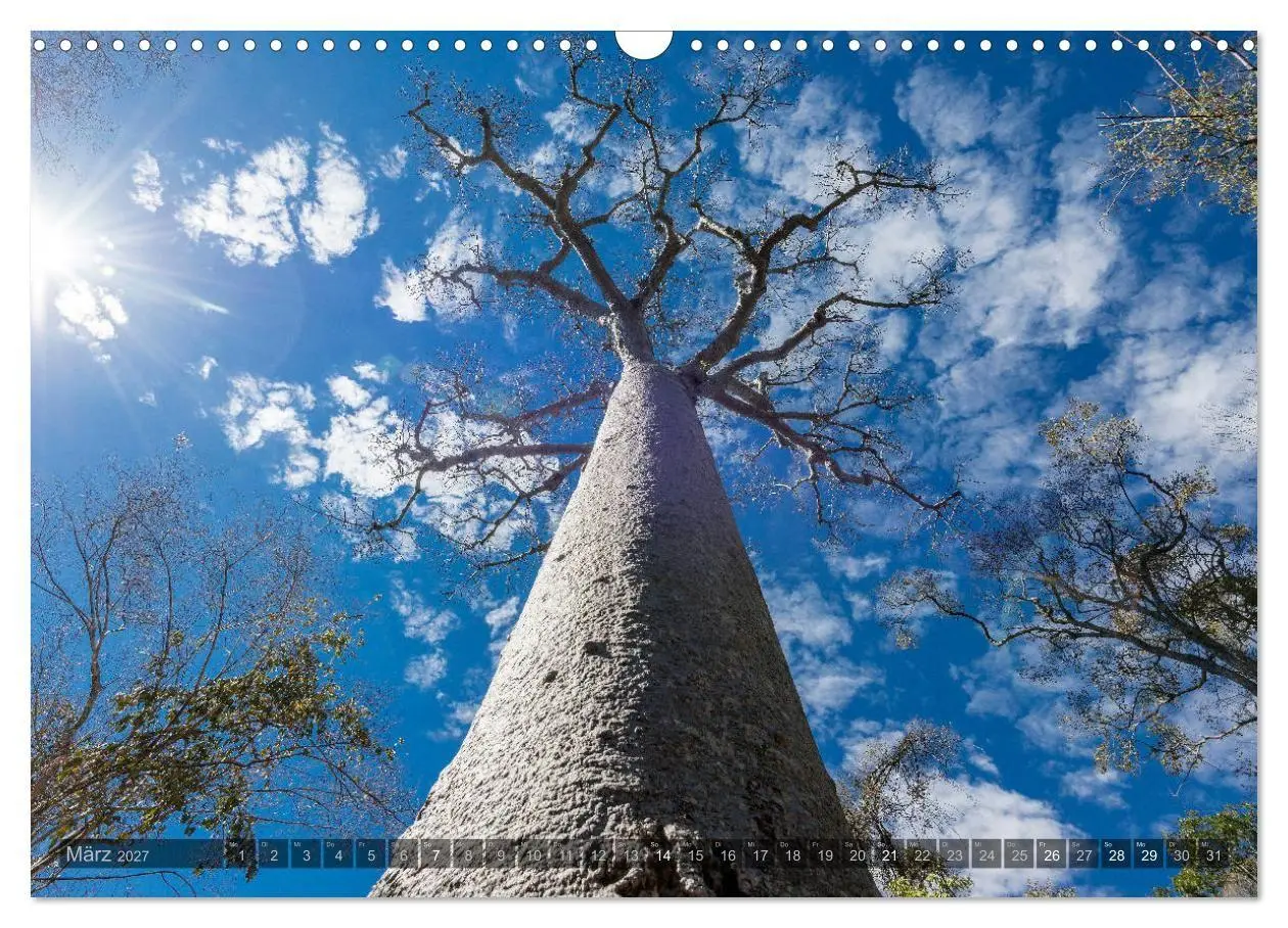Bild: 9783569703414 | Zauberwald Ifaty · Traumhafte Baobabs in Madagaskar (Wandkalender...