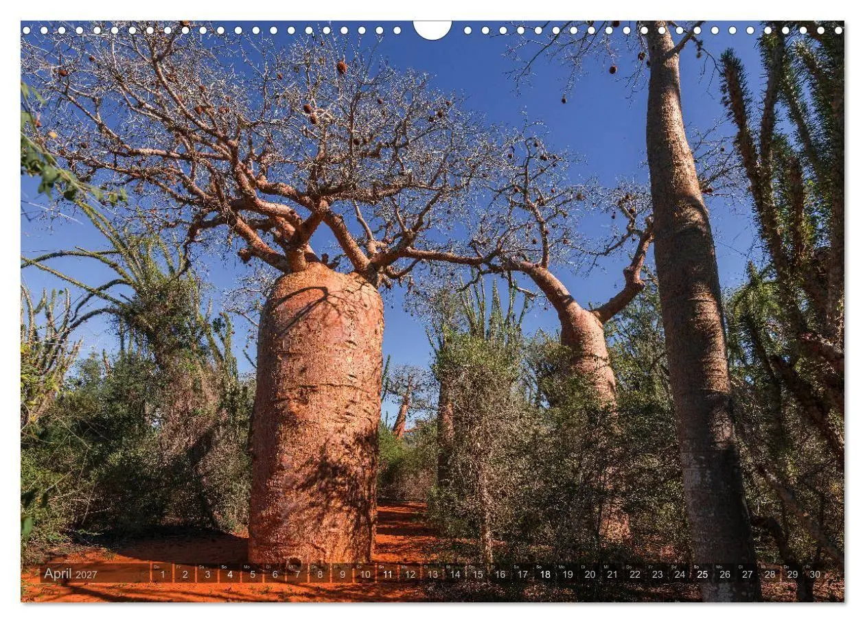 Bild: 9783569703414 | Zauberwald Ifaty · Traumhafte Baobabs in Madagaskar (Wandkalender...