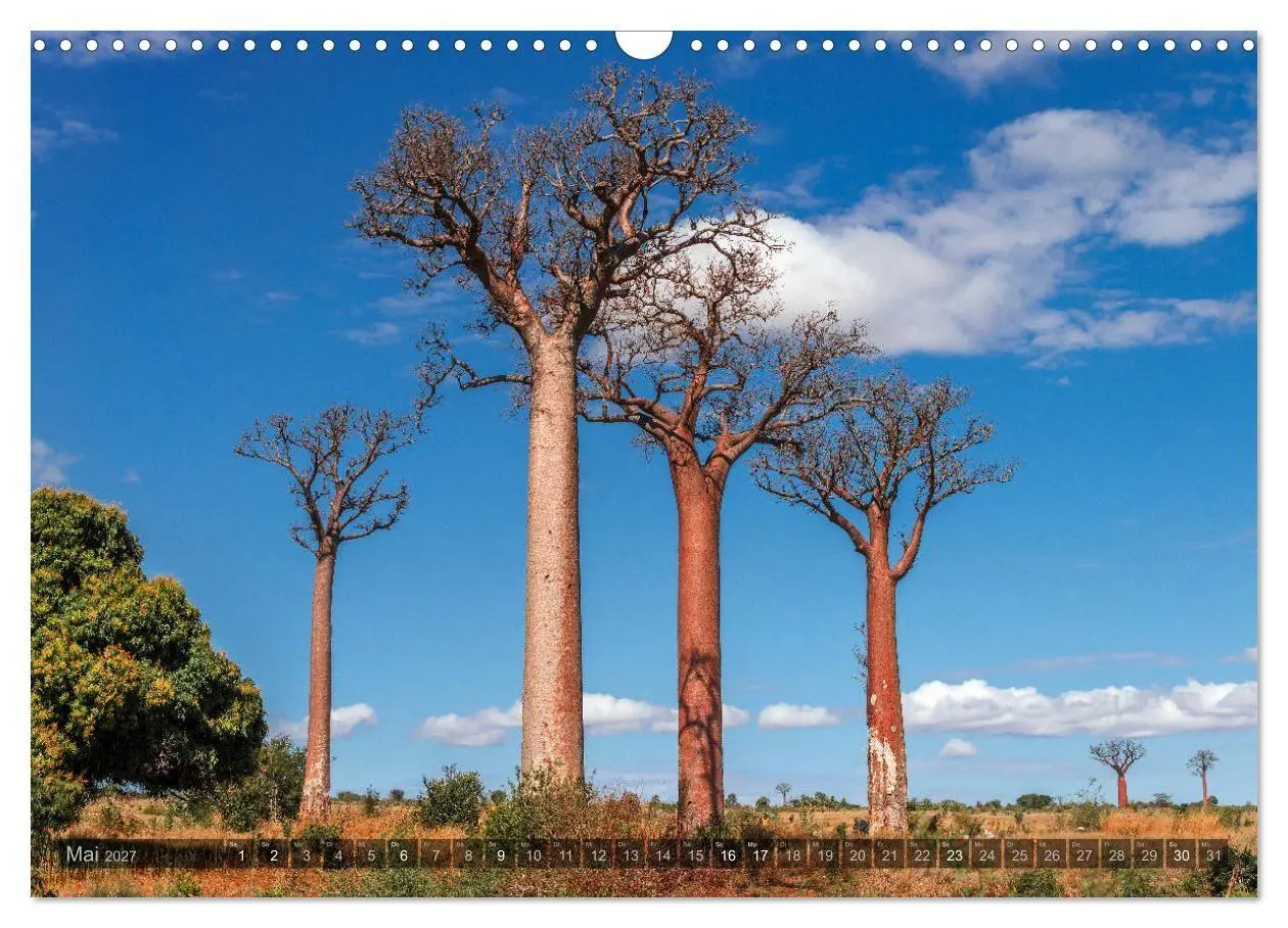Bild: 9783569703414 | Zauberwald Ifaty · Traumhafte Baobabs in Madagaskar (Wandkalender...