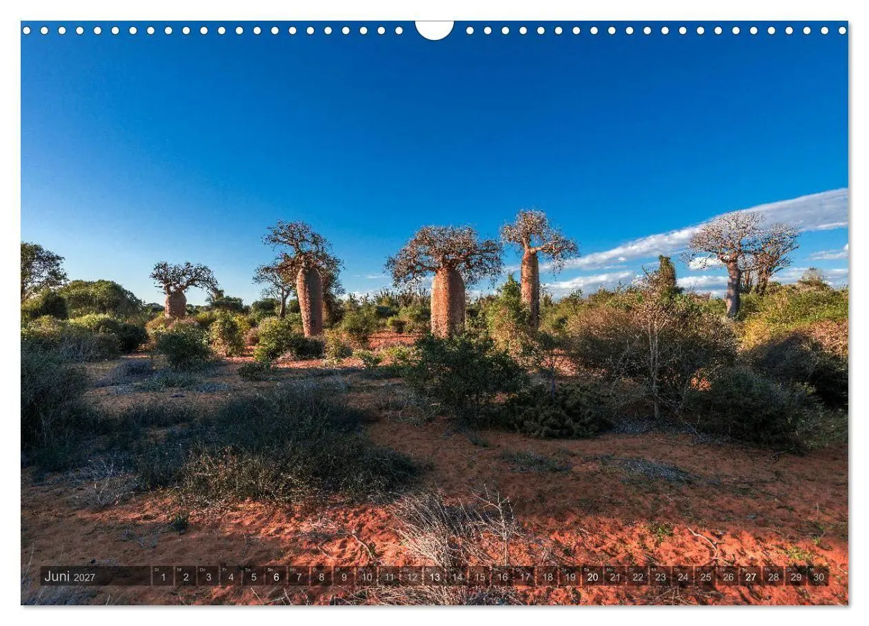 Bild: 9783569703414 | Zauberwald Ifaty · Traumhafte Baobabs in Madagaskar (Wandkalender...