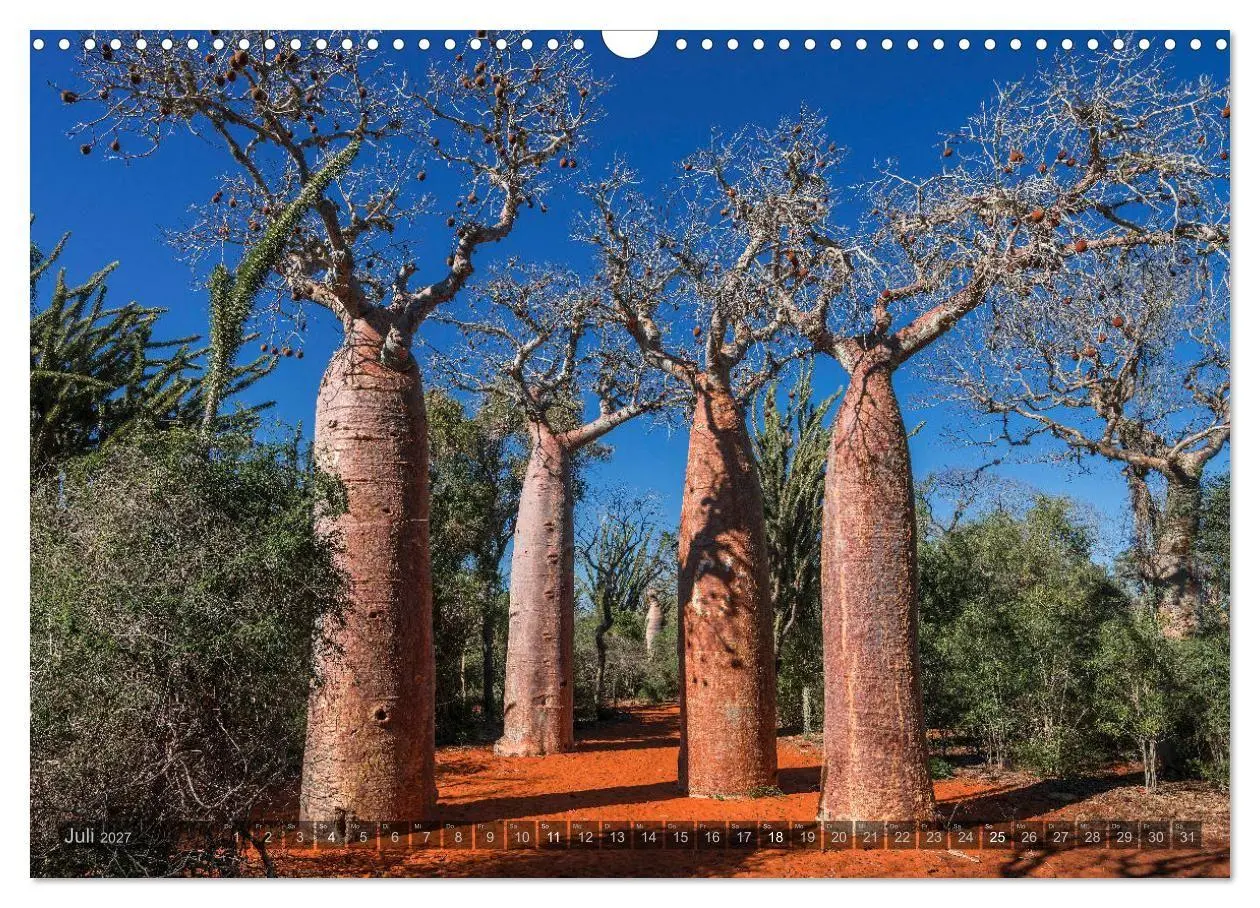 Bild: 9783569703414 | Zauberwald Ifaty · Traumhafte Baobabs in Madagaskar (Wandkalender...