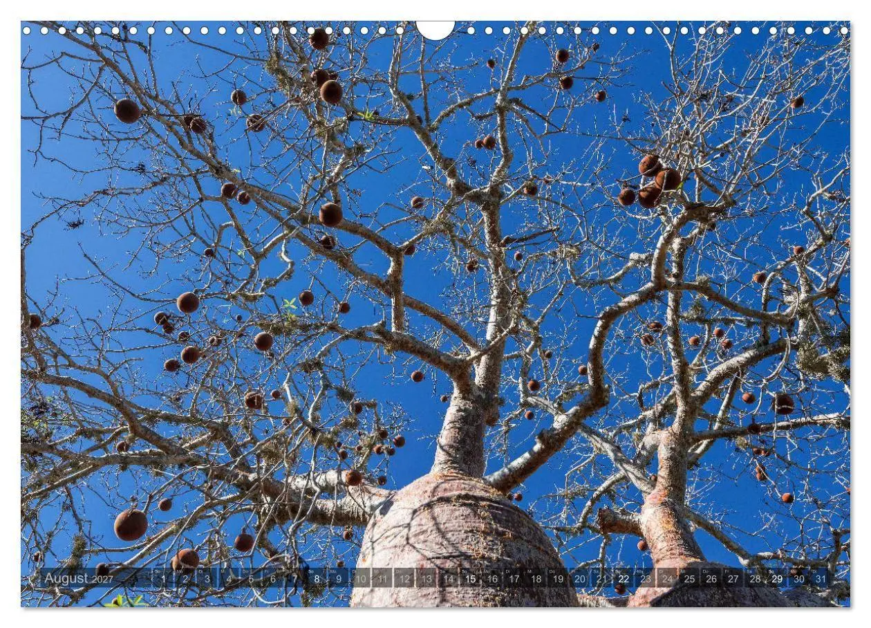 Bild: 9783569703414 | Zauberwald Ifaty · Traumhafte Baobabs in Madagaskar (Wandkalender...