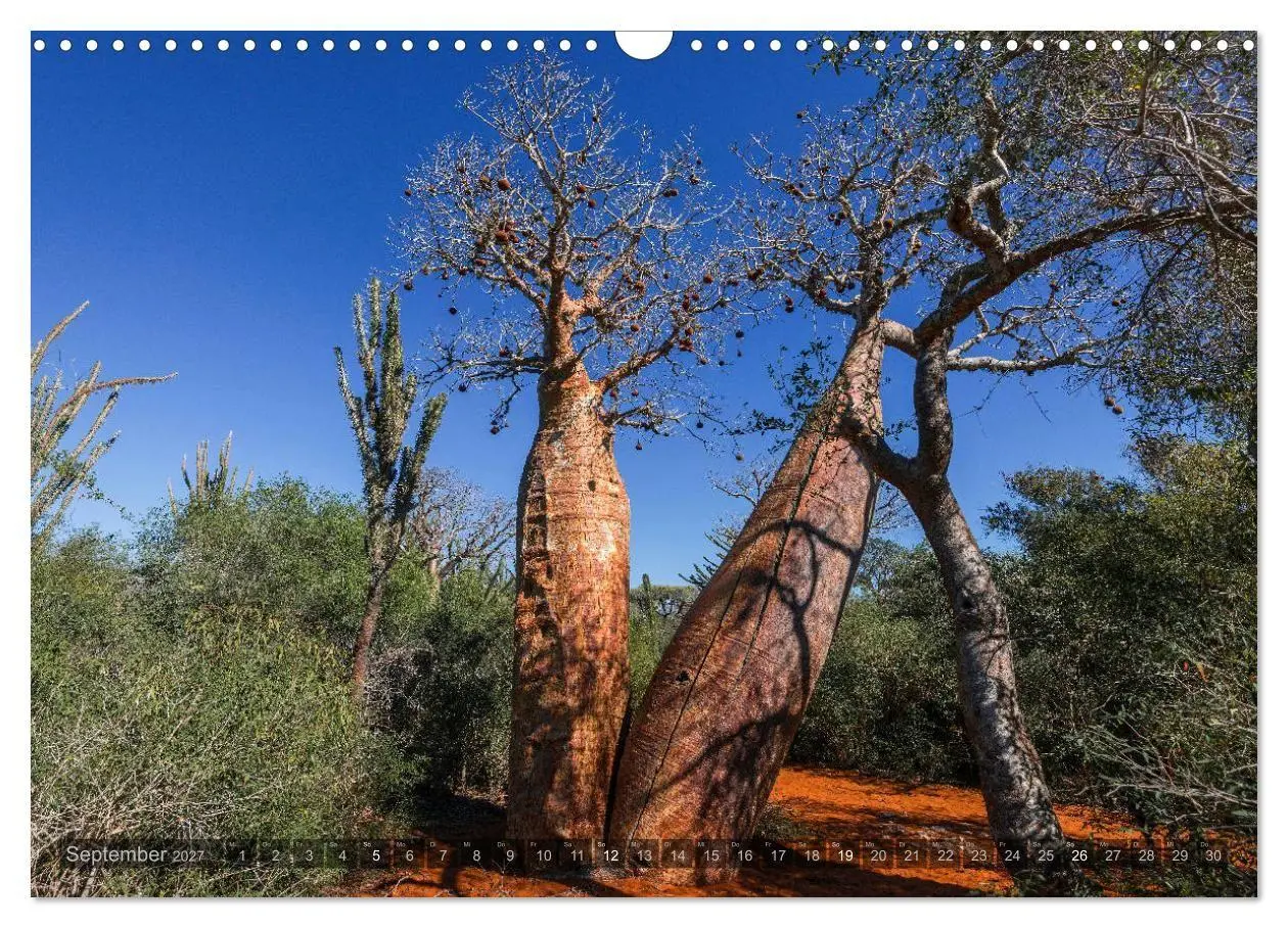 Bild: 9783569703414 | Zauberwald Ifaty · Traumhafte Baobabs in Madagaskar (Wandkalender...