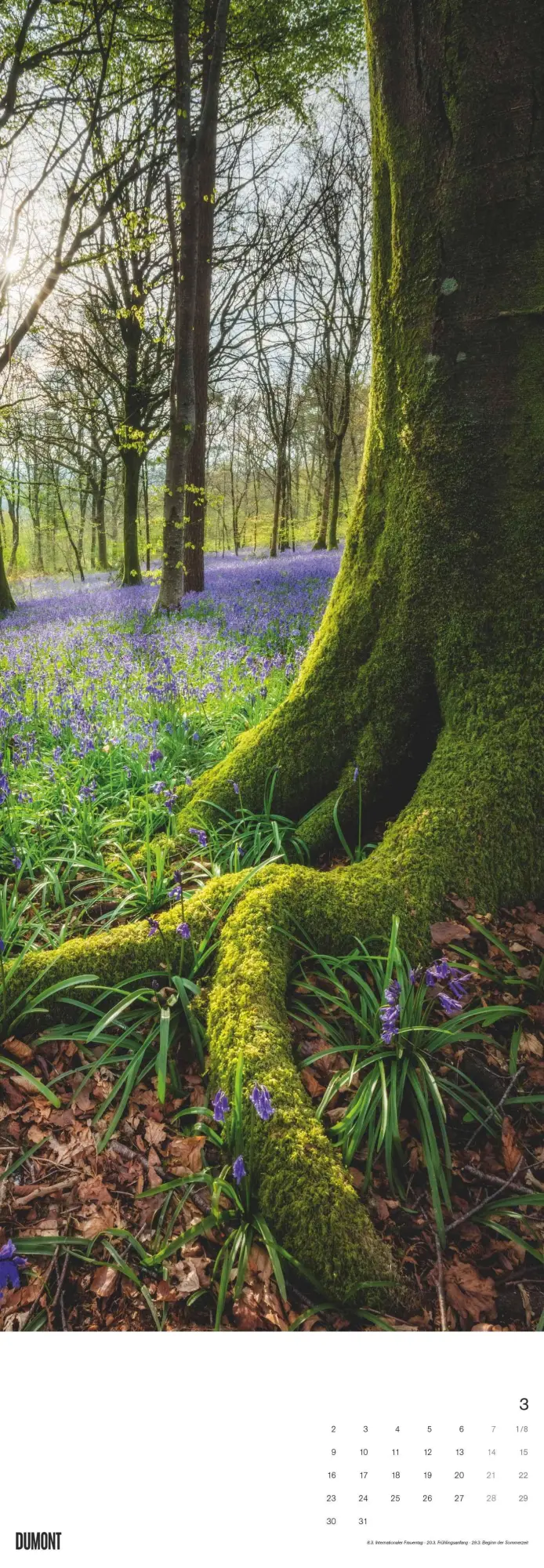 Bild: 4069095003514 | Bäume 2026 - Foto-Kalender - Wand-Kalender - King-Size - 34x98 | Trees