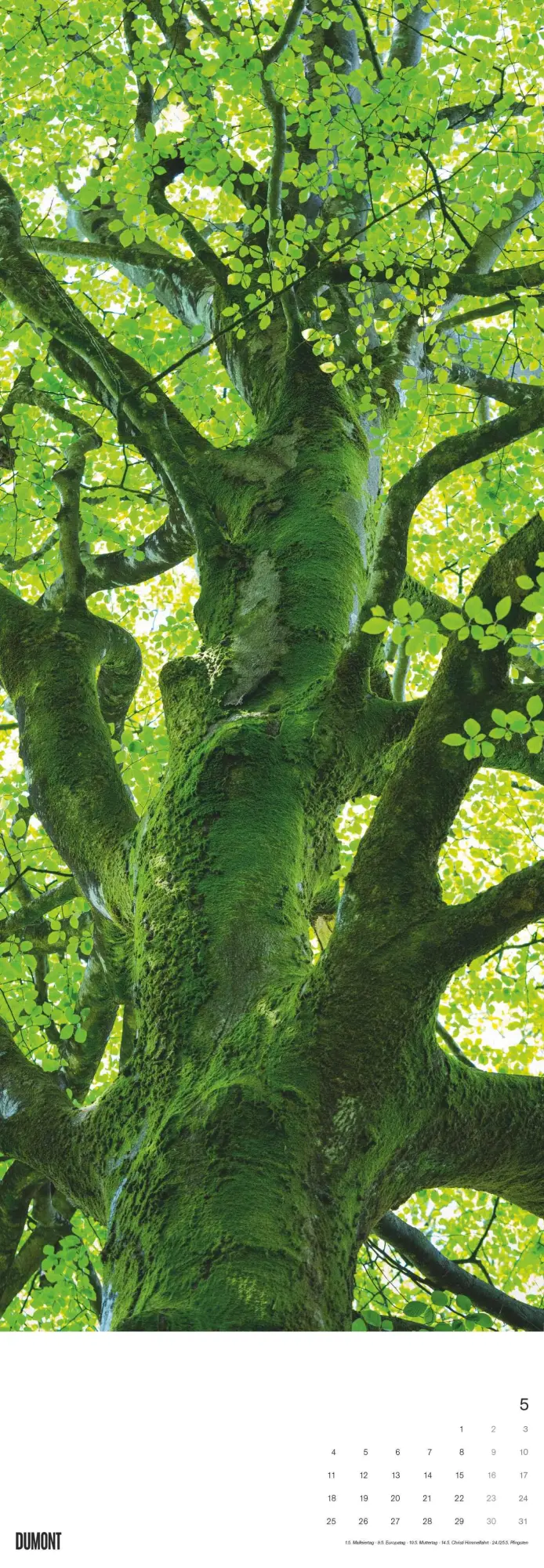 Bild: 4069095003514 | Bäume 2026 - Foto-Kalender - Wand-Kalender - King-Size - 34x98 | Trees